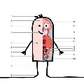ANATOMIE