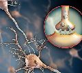 SYNAPSE
