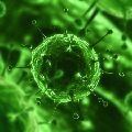 VIRUS