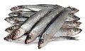 SARDINKY