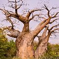 BAOBAB