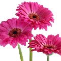 GERBERA