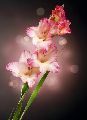 GLADIOLA