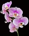 ORCHIDEJ