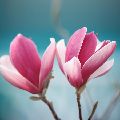 MAGNOLIE