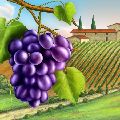 VINICE