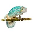 CHAMELEÓN
