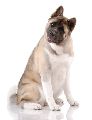 AKITA