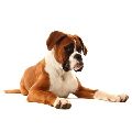 BOXER