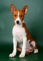 BASENJI