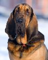 BLADHOUND