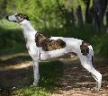 GREJHOUND