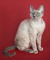 DEVON REX