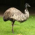 EMU