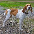 FOXHOUND