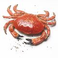 KRAB