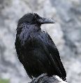 KRKAVEC