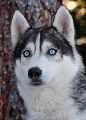HUSKY