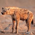 HYENA