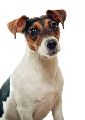 JACK RUSSEL
