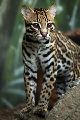 OCELOT