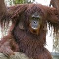 ORANGUTAN