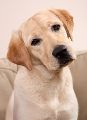 LABRADOR