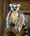 LEMUR