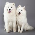 SAMOJED