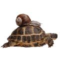POMALÝ