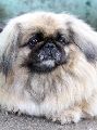 PEKINÉZ