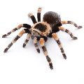 TARANTULE