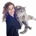MAINECOON