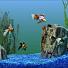 Goldfish Aquarium