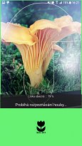 Liška fotografie Aplikace na houby (mobilní) Liška fotografie