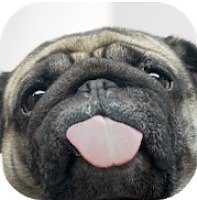 Dog Licker (mobilní)